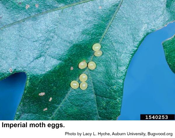 Imperial moths lay egg